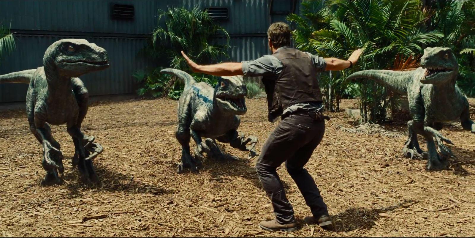 Starlord the raptor trainer.