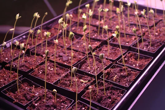 The Critical Arts Ensemble: Watching plants grow (literally)