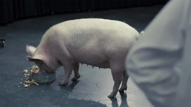 On Bemusement Parks and Pig-Fucking: Ten Questions About Critical Distance