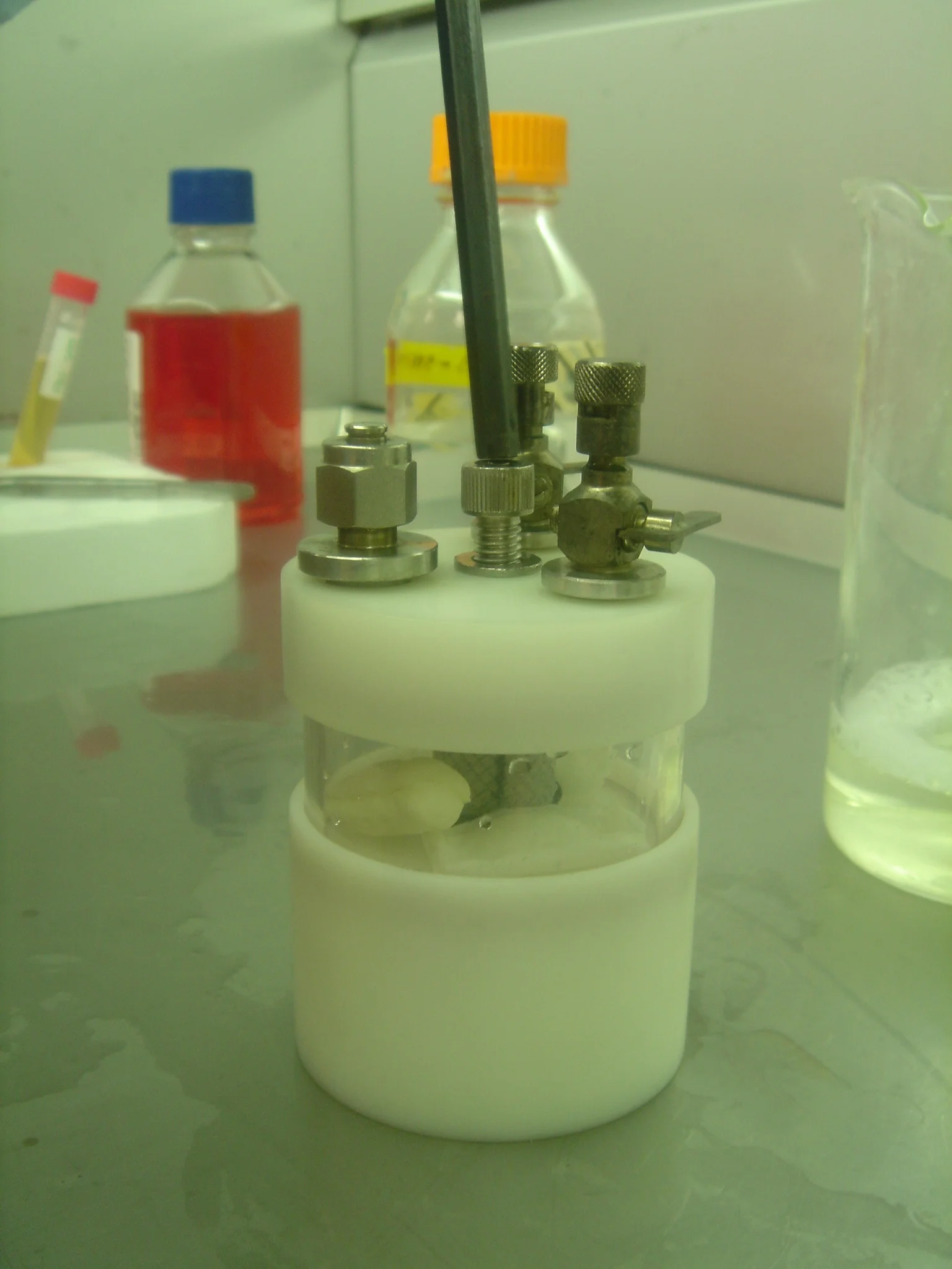 Image 9. Two Phalluses _ Big Toe in the Bioreactor.jpg
