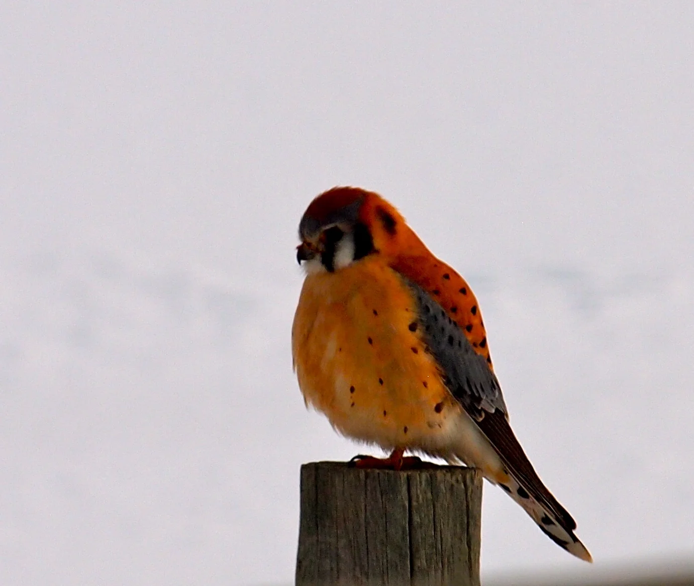 What We Left Behind - Farmington Bay Waterfowl Management Area, UT