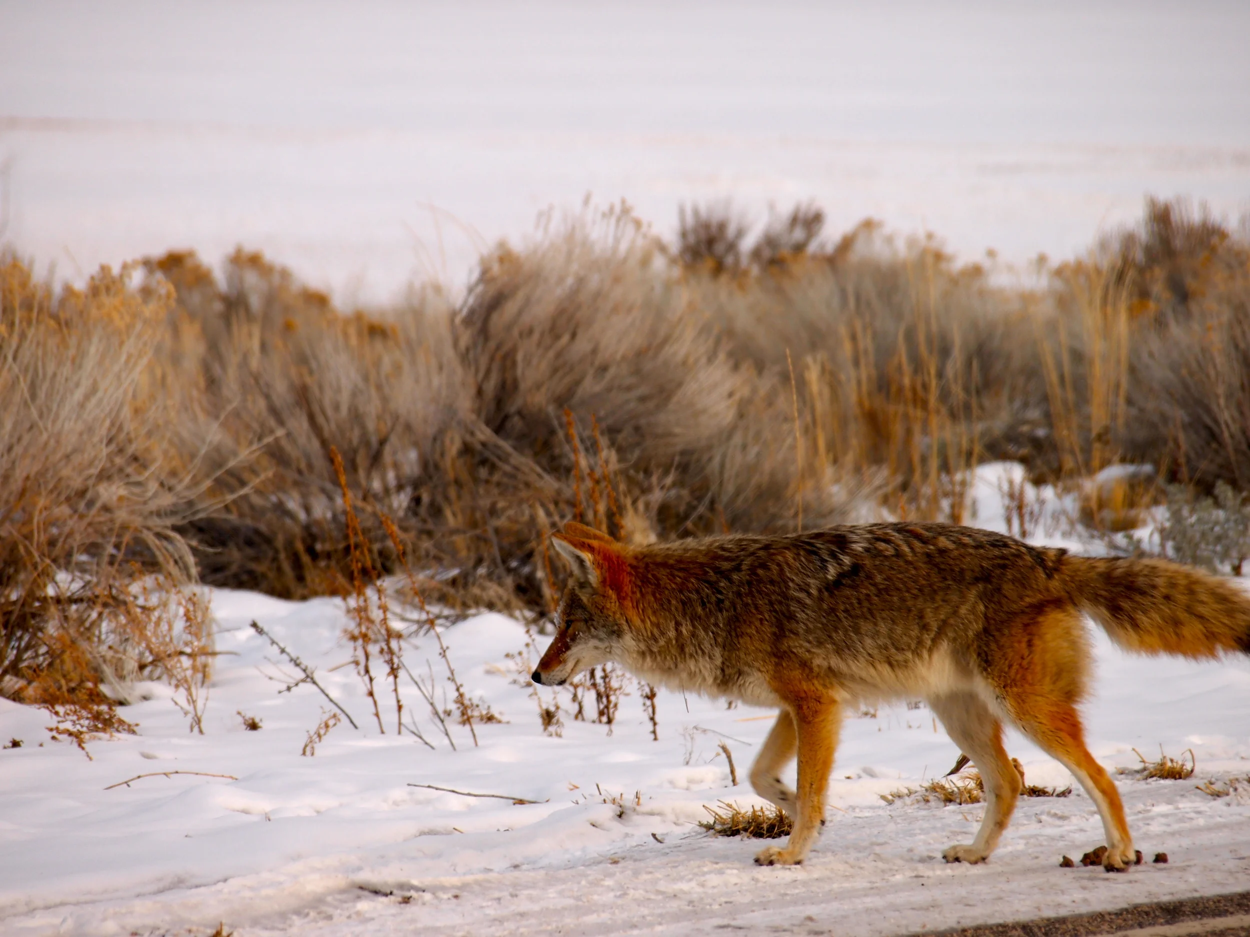 Real Man and a Smug Coyote - Antelope Island State Park, UT