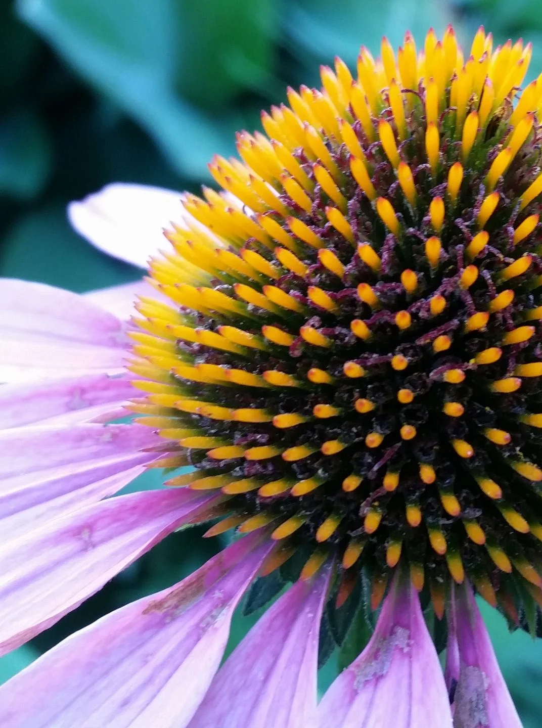 Flower.jpg