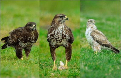 The-three-morphs-of-the-common-buzzard-The-dark-morph-left-has-dark-head-heavily_W640.jpg
