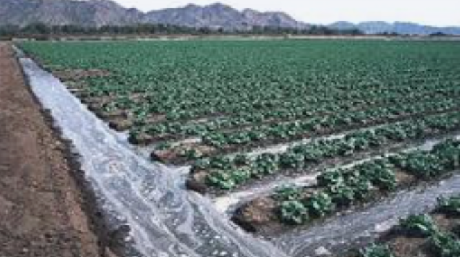 Wasteful FuRROW IRrigation depriving the Santa Clara River of Flows is common Place in the Oxnard PLain