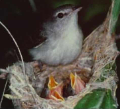 WISHTOYO IS FIGHTING TO PROTECT AND RESTORE THE ENDANGERED Least Bell's Vireo TO THE SANTA CLARA RIVER WATERSHED BY RESTORING RIVER RIVER FLOWS AND NATIVE RIPARIAN VEGETATION NEEDED FOR THE SPECIES THROUGH OUR SANTA CLARA RIVER IN-STREAM FLOW PUBLIC TRUST COMPLAINT BEFORE THE STATE WATER BOARD.