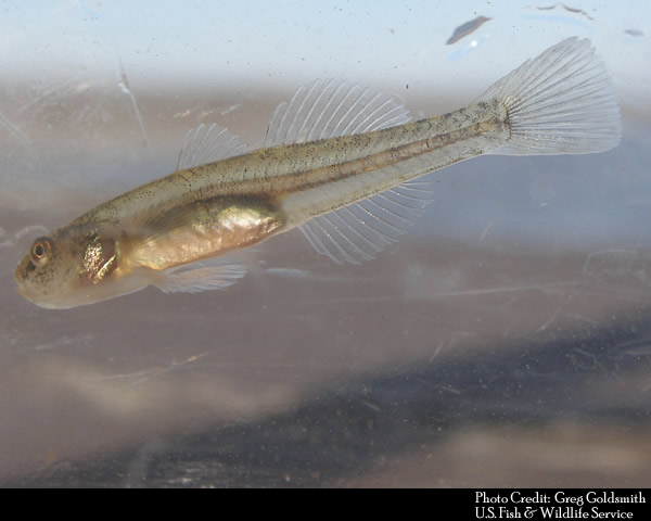 Tidewater Goby found in the Santa Clara River Estuary, Ormond Beach Lagoon, Mugu Lagoon and other tidal waters along California's CoasT. Wishtoyo's settlement agreement with the City of Ventura should help restore the estuary to a brackish environment suitable for the species and that is inhospitable to non-native invasive predators that thrive in Freshwater systems.