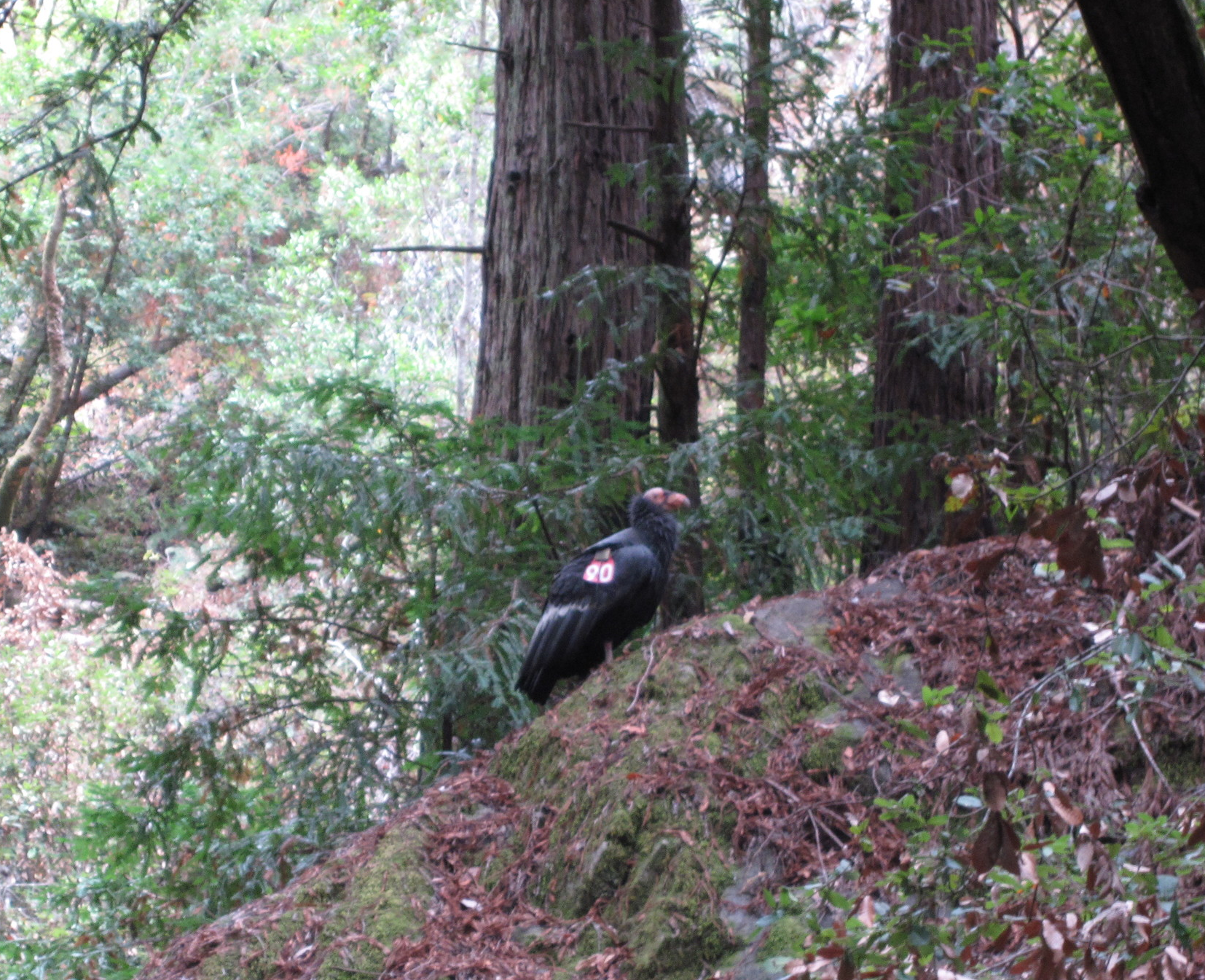 The California Condor, a sacred species to the Chumash Peoples and whose feathers are vital to Chumash ceremony, is making a Recovery after the campaign to ban lead bullets has halted lead poisoning from these scavengers.