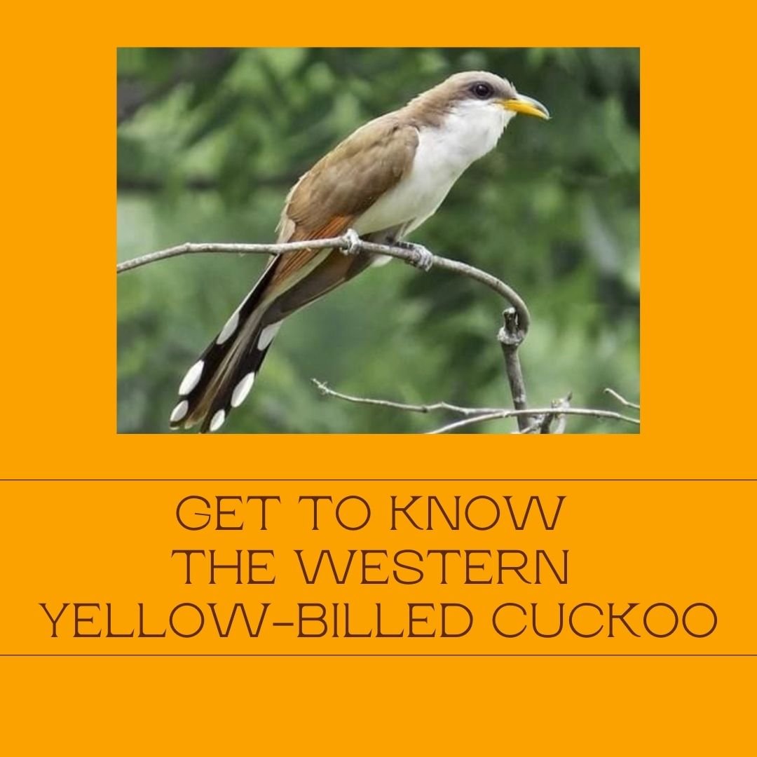 The Western Yellow-Billed Cuckoo: our endangered relative 