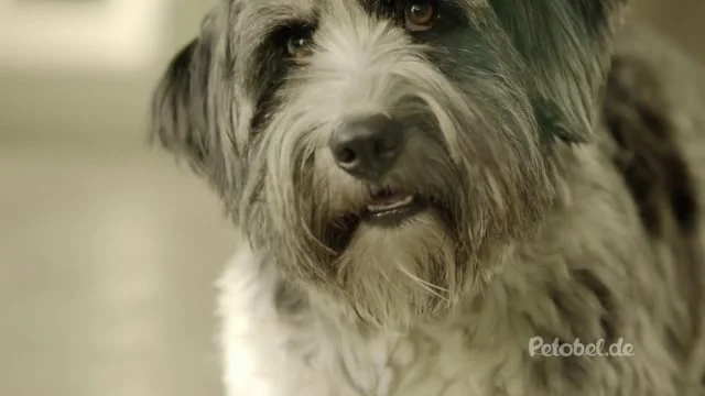 Petobel - Endlich Post für Ihre Liebsten