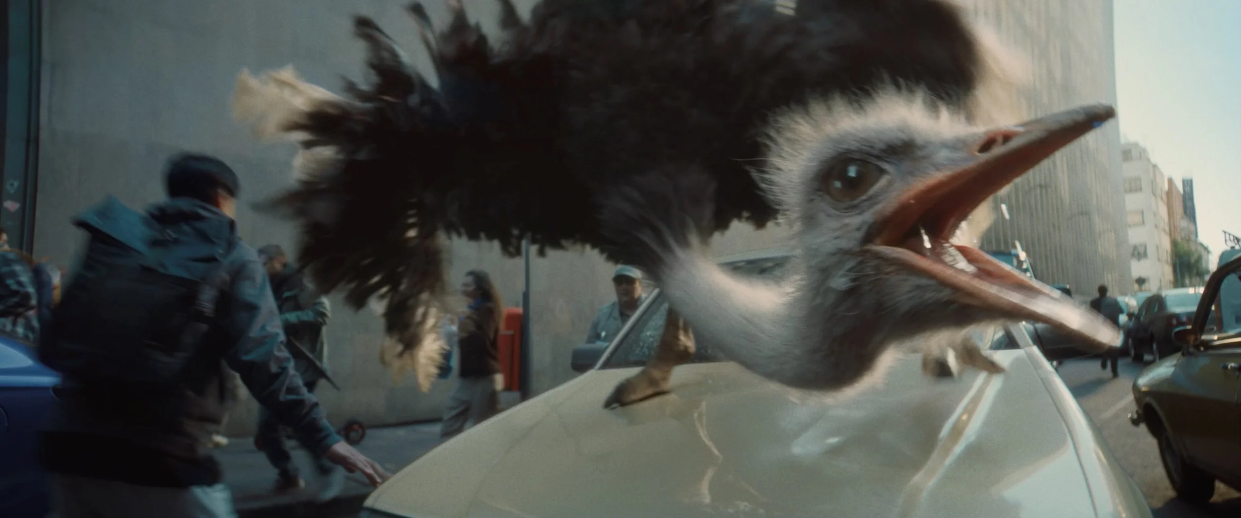 O2 - Ostrich