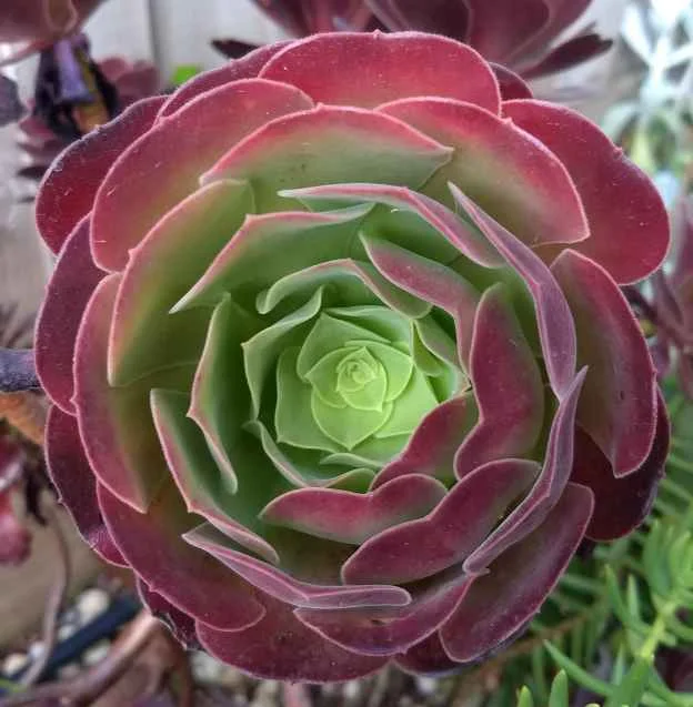 Nature’s clever design