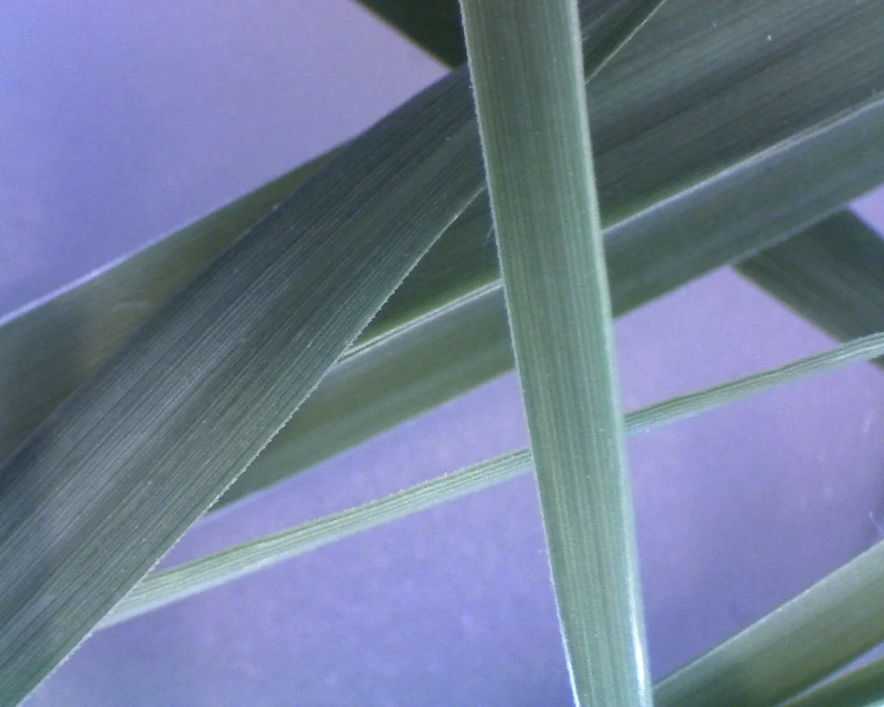This photo shows a few leaves of grass at 10x magnification ...