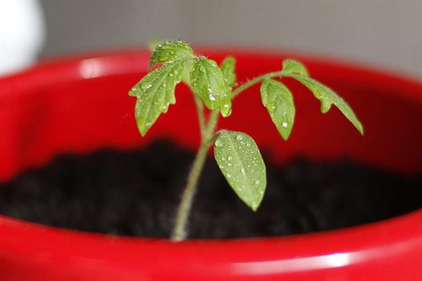 tomato-999110_640.jpg