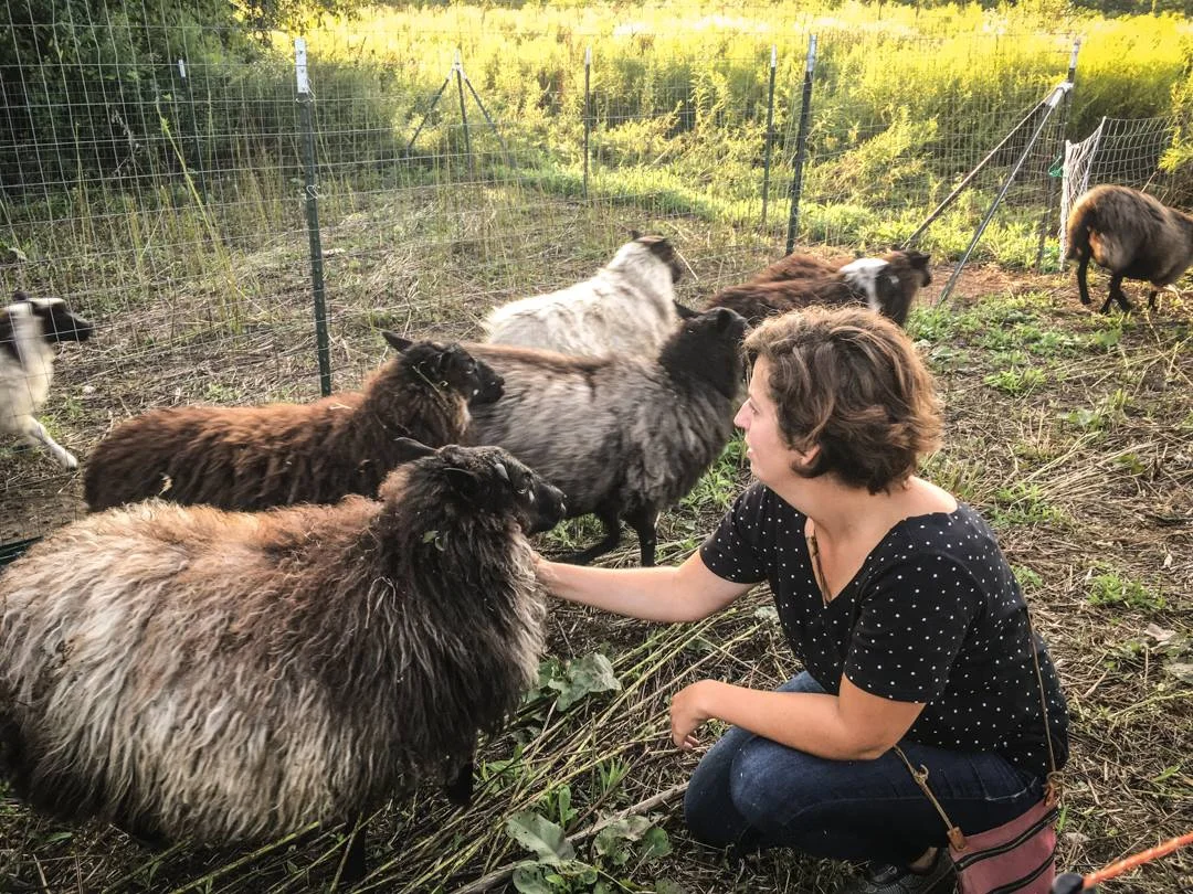GARLIC + SHEEP, MI