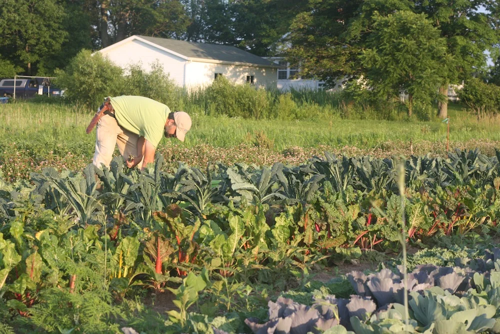 Black Bird Farm, MI