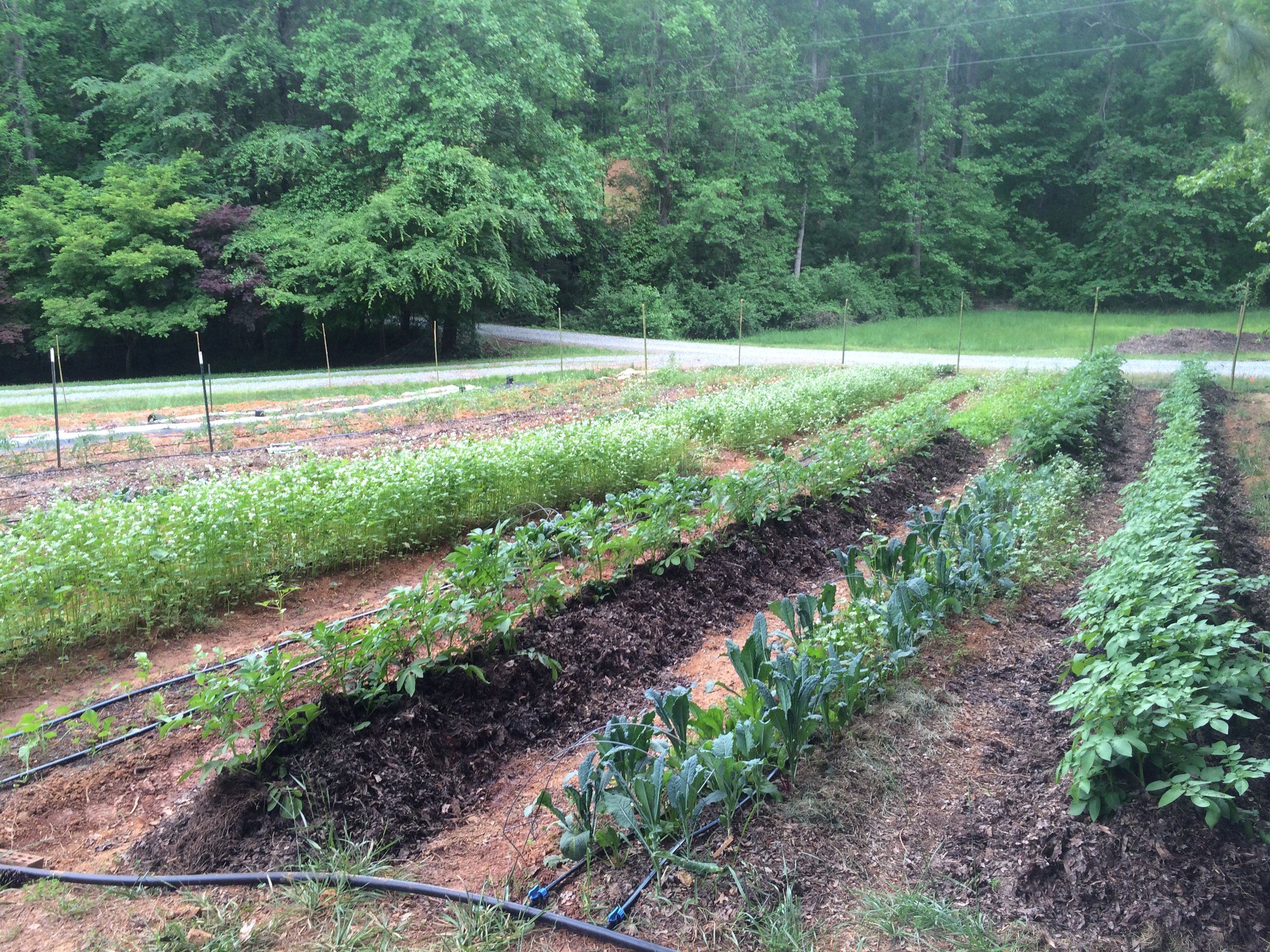 Copeland Springs Farm, NC