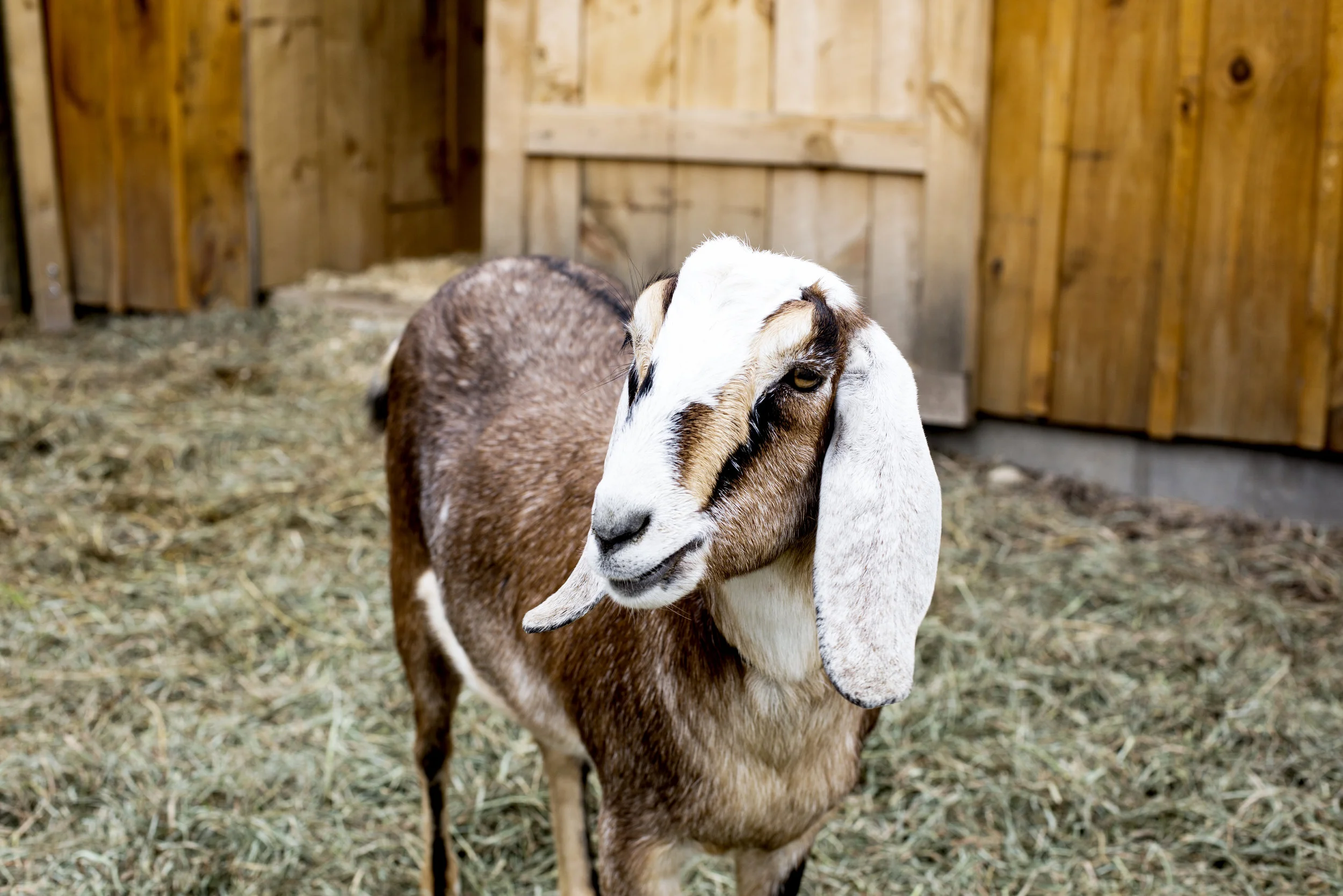 2017 11_NOV_Dreamgoats_73.jpg