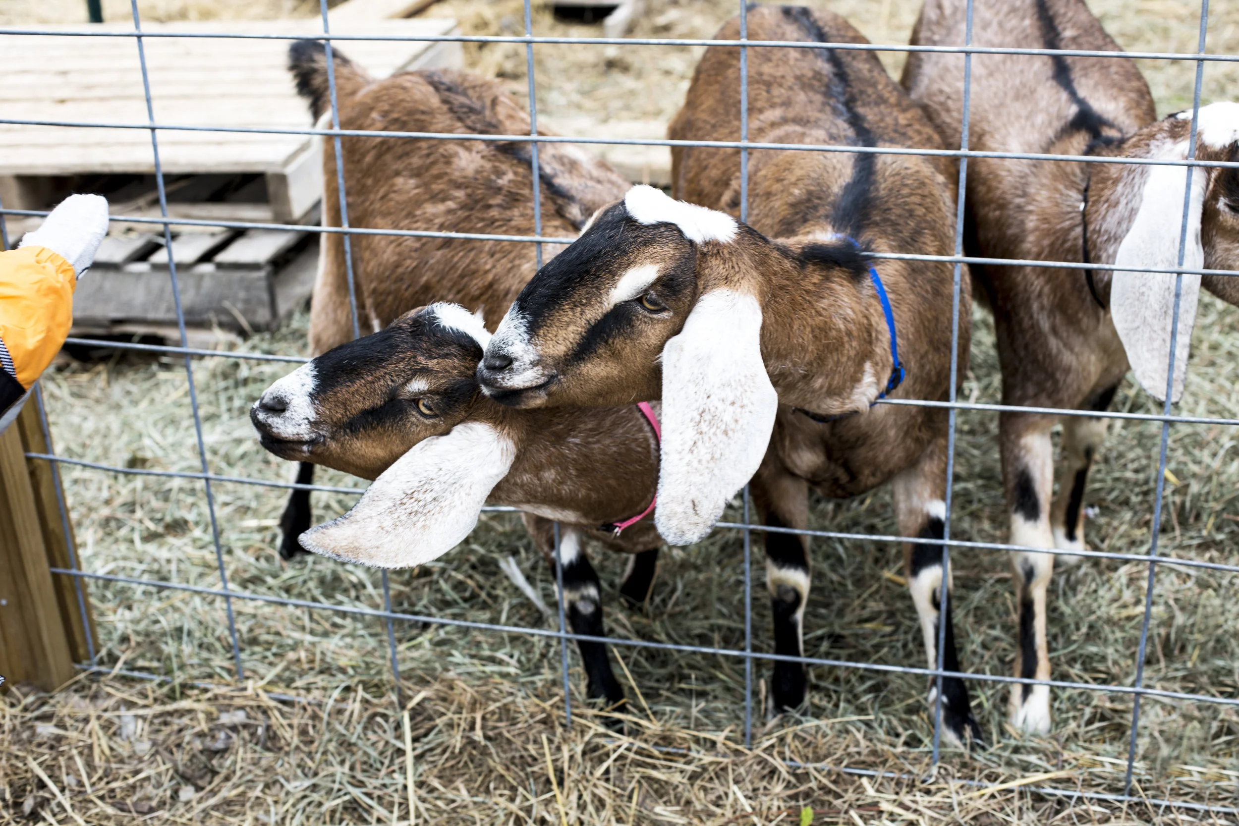 2017 11_NOV_Dreamgoats_77.jpg