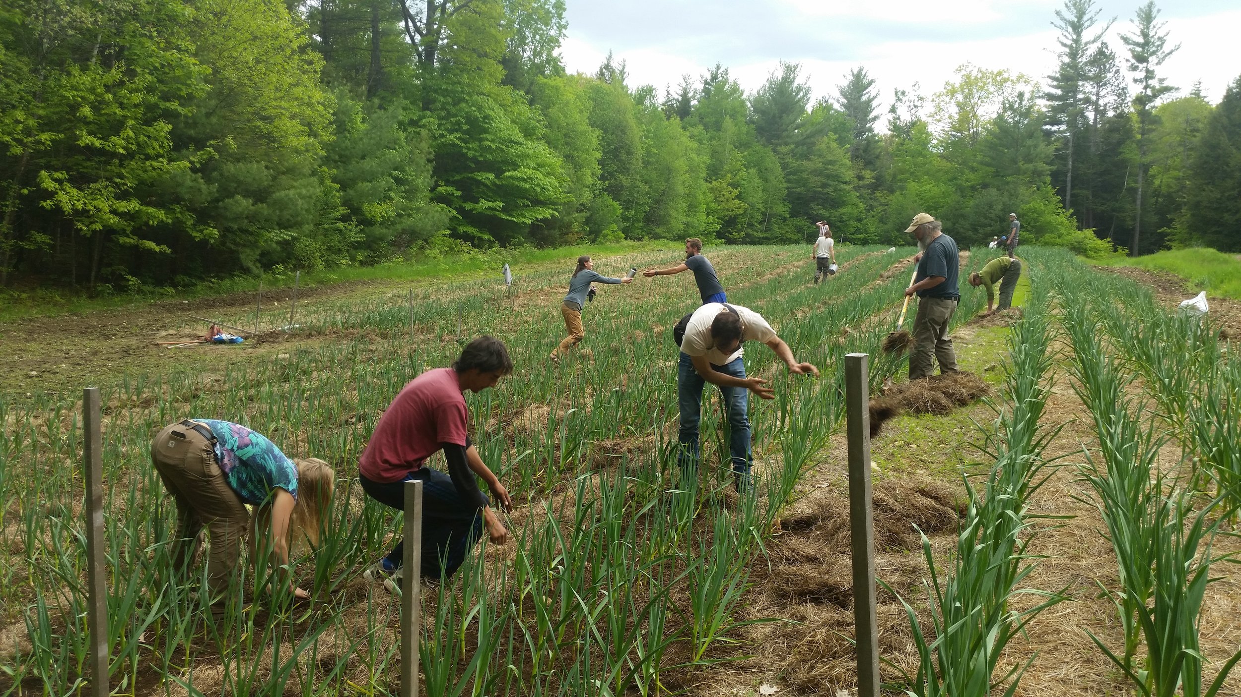 Kearsarge Gore Farm