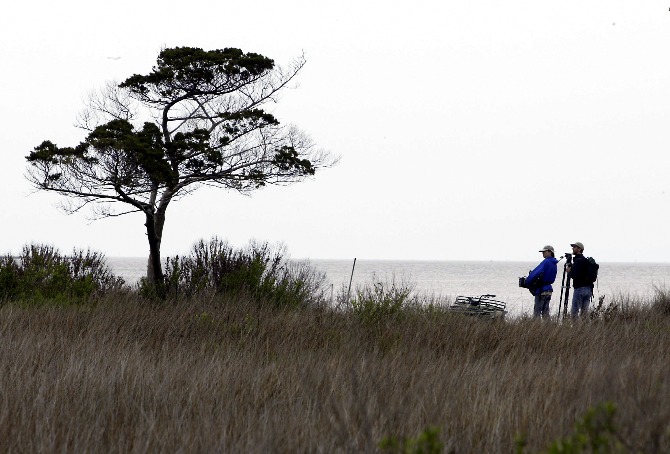 Portsmouth Island tree