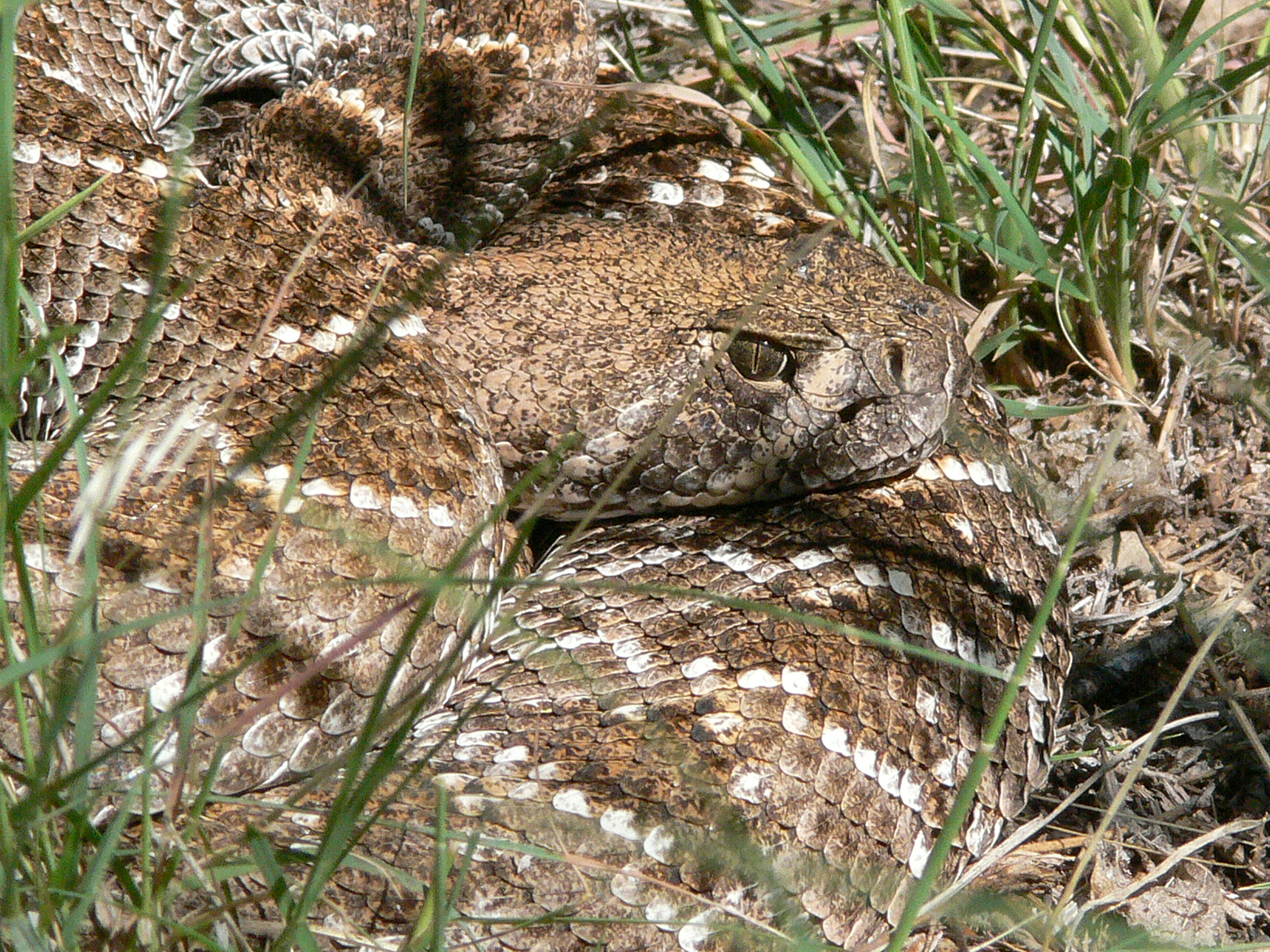 Sally's rattler