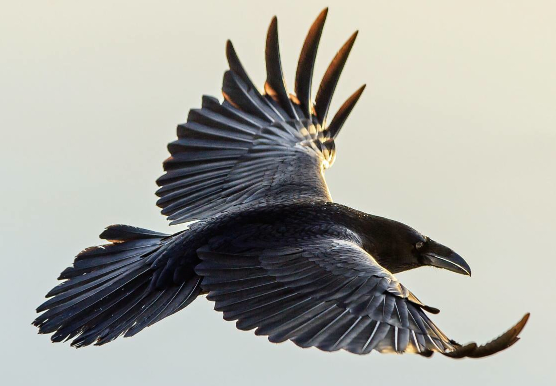 Raven in flight