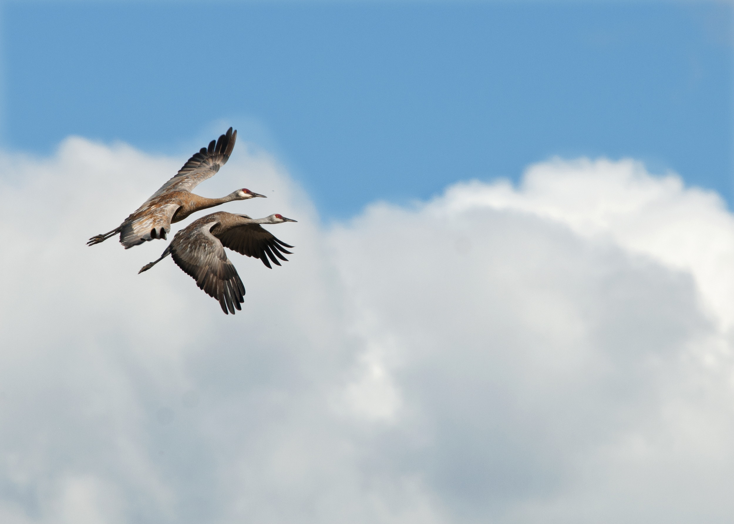 Sandhill cranes