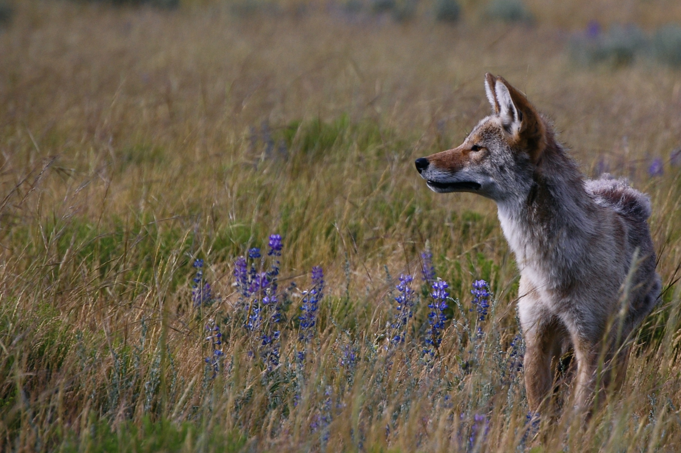 Coyote