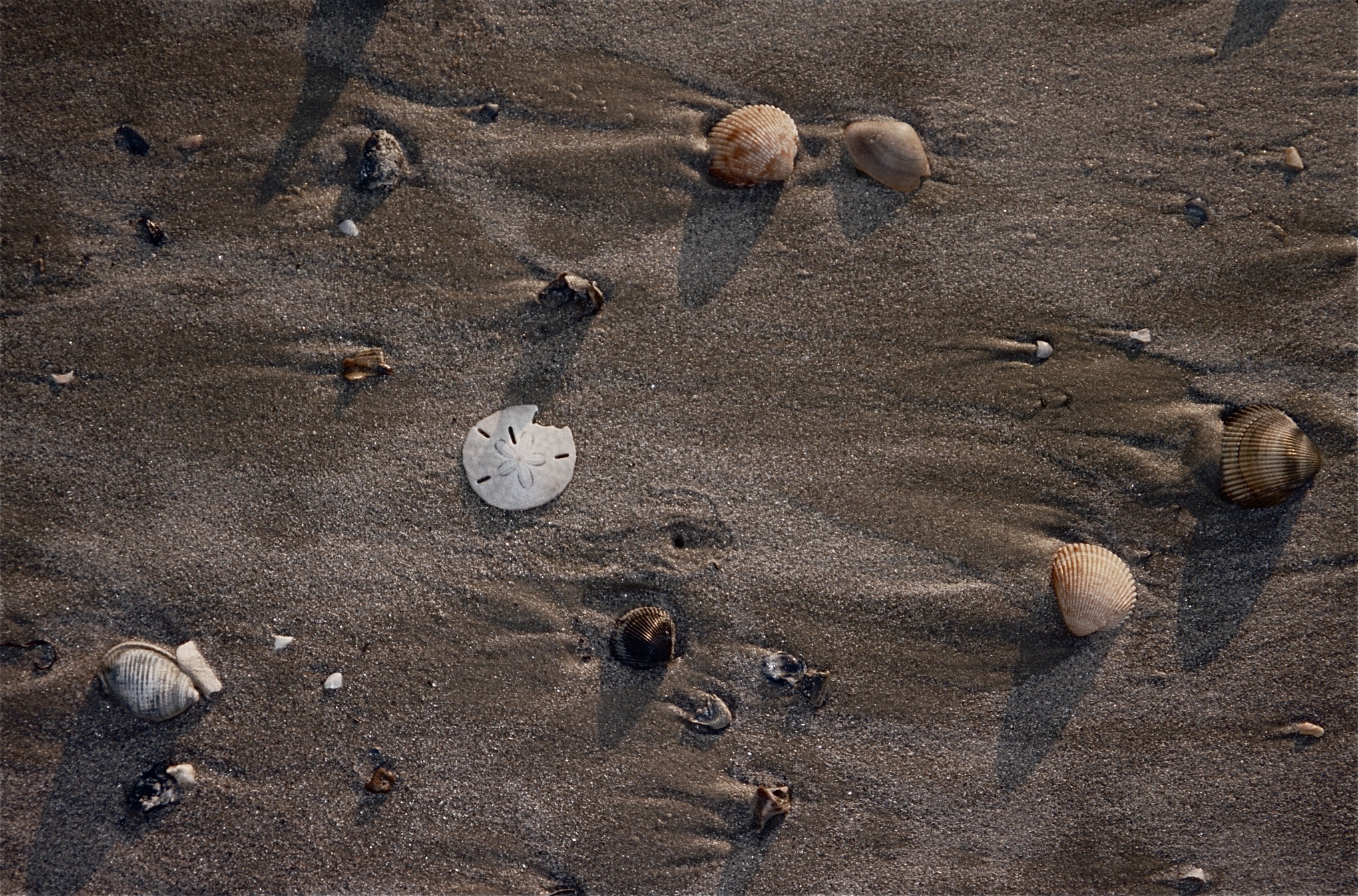 Shells in sand