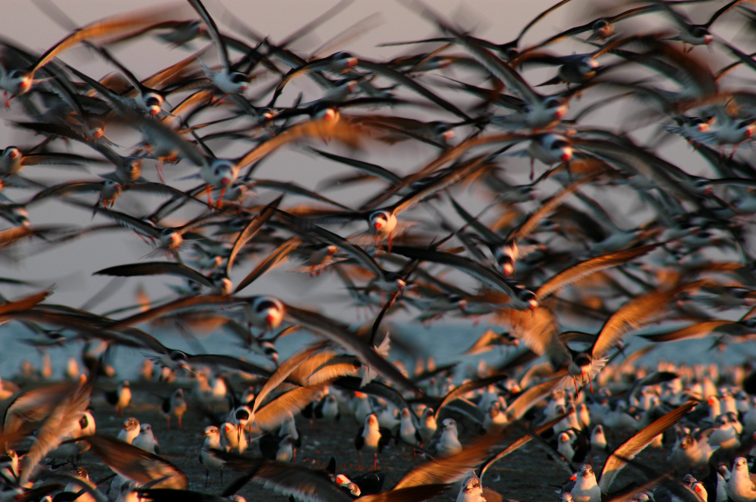 Black skimmers