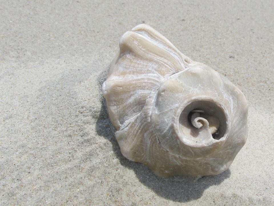 CU shell