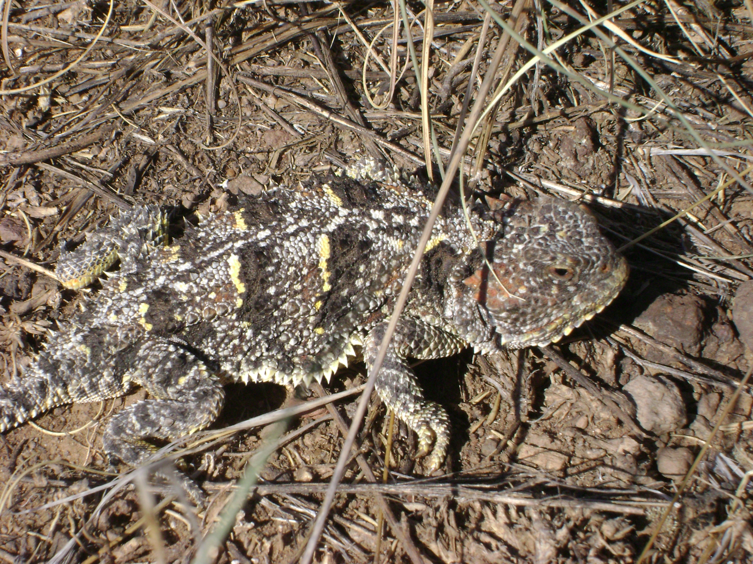 Horned lizard