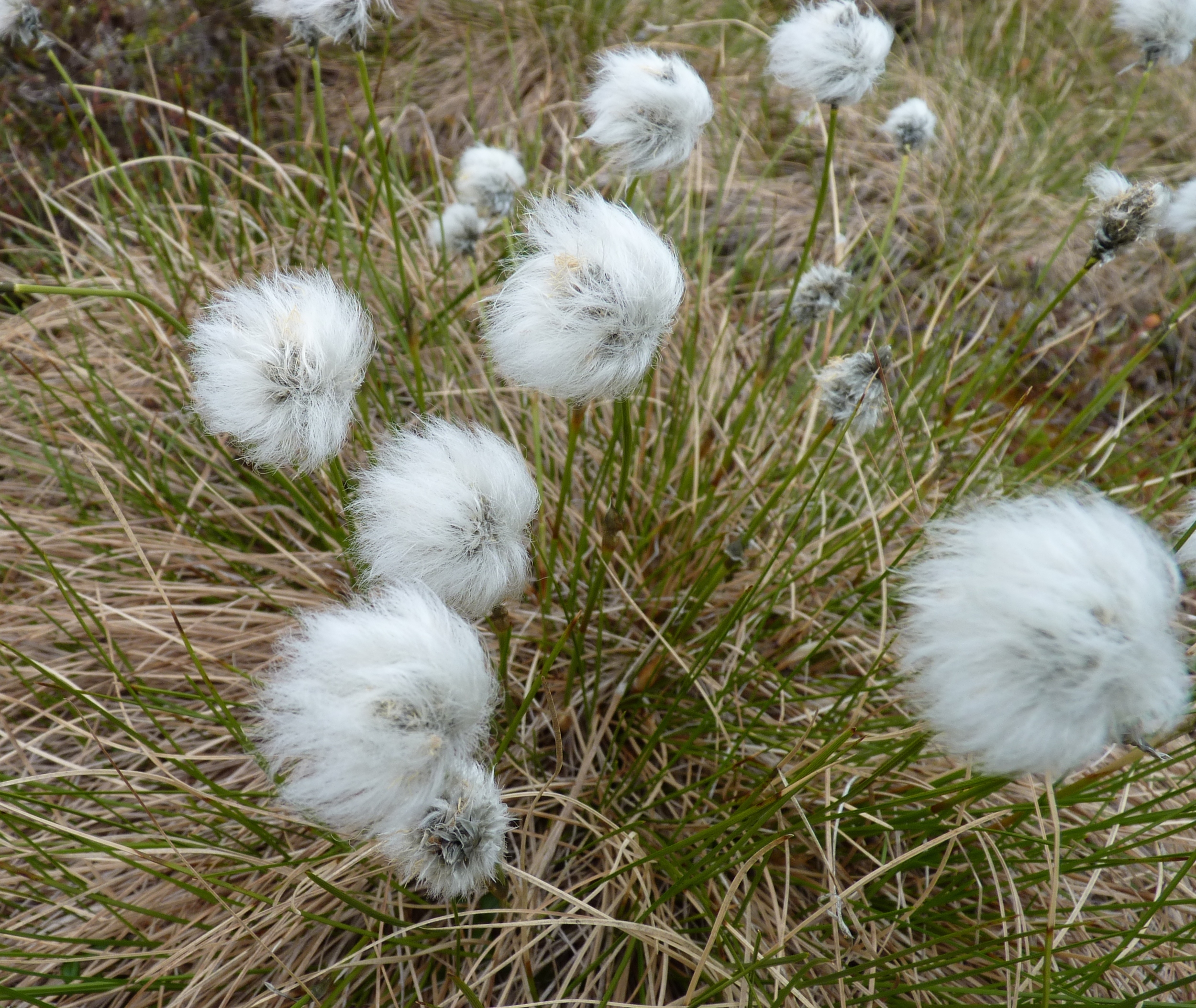 Cottongrass