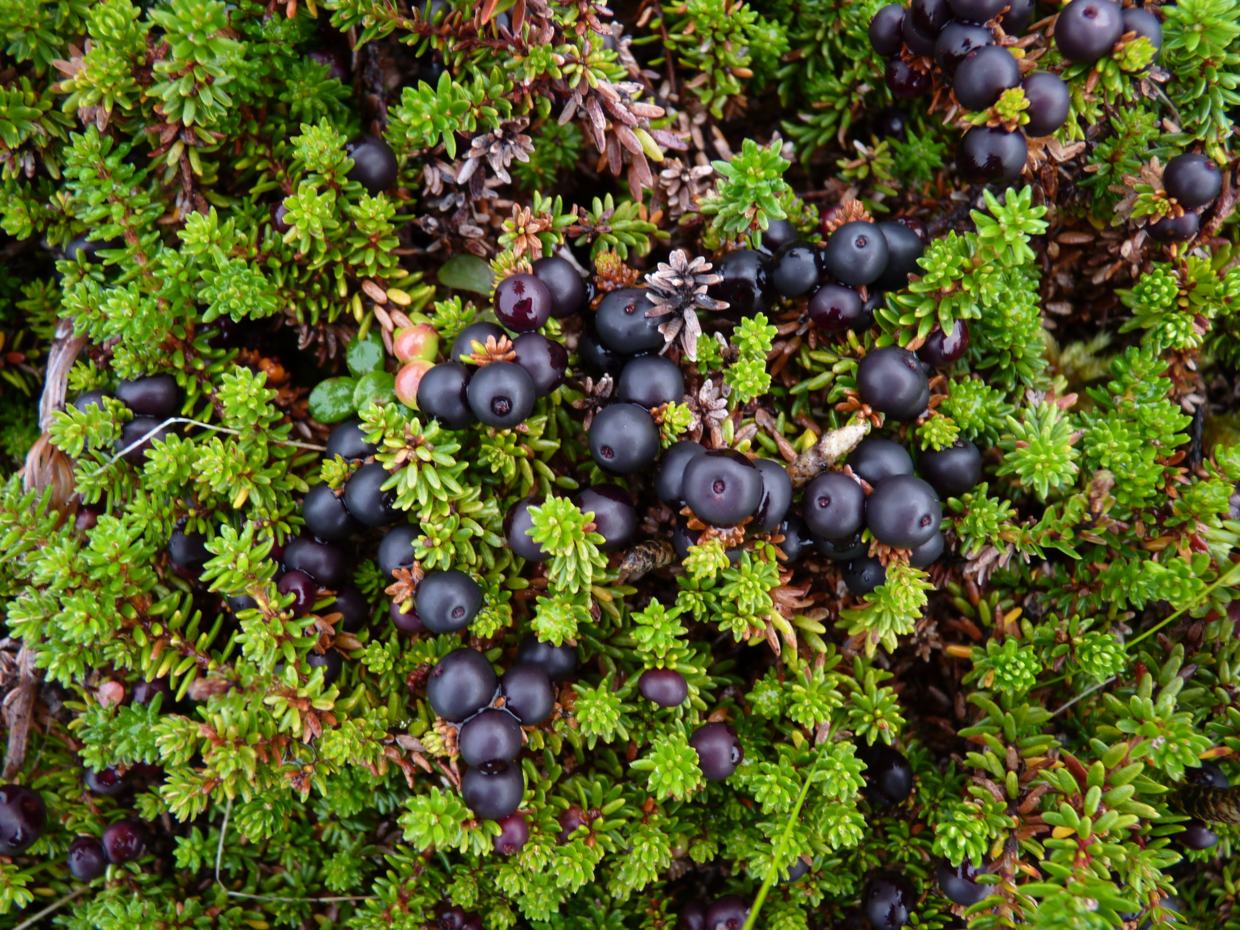 Crowberries