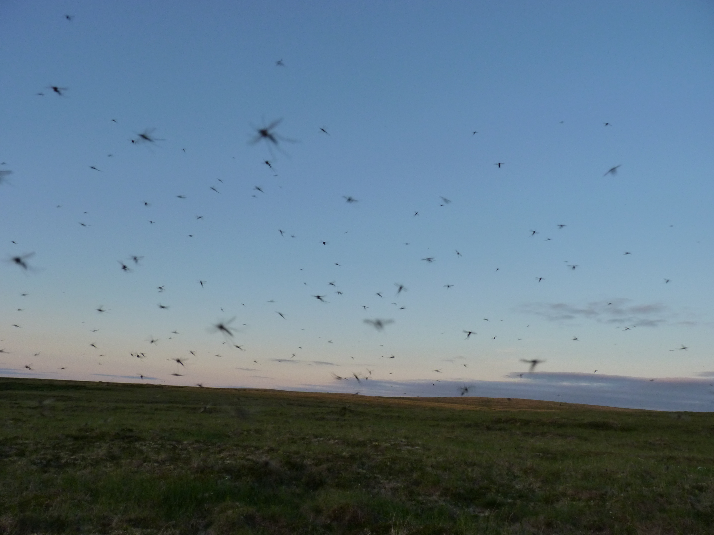 Tundra mosquitoes