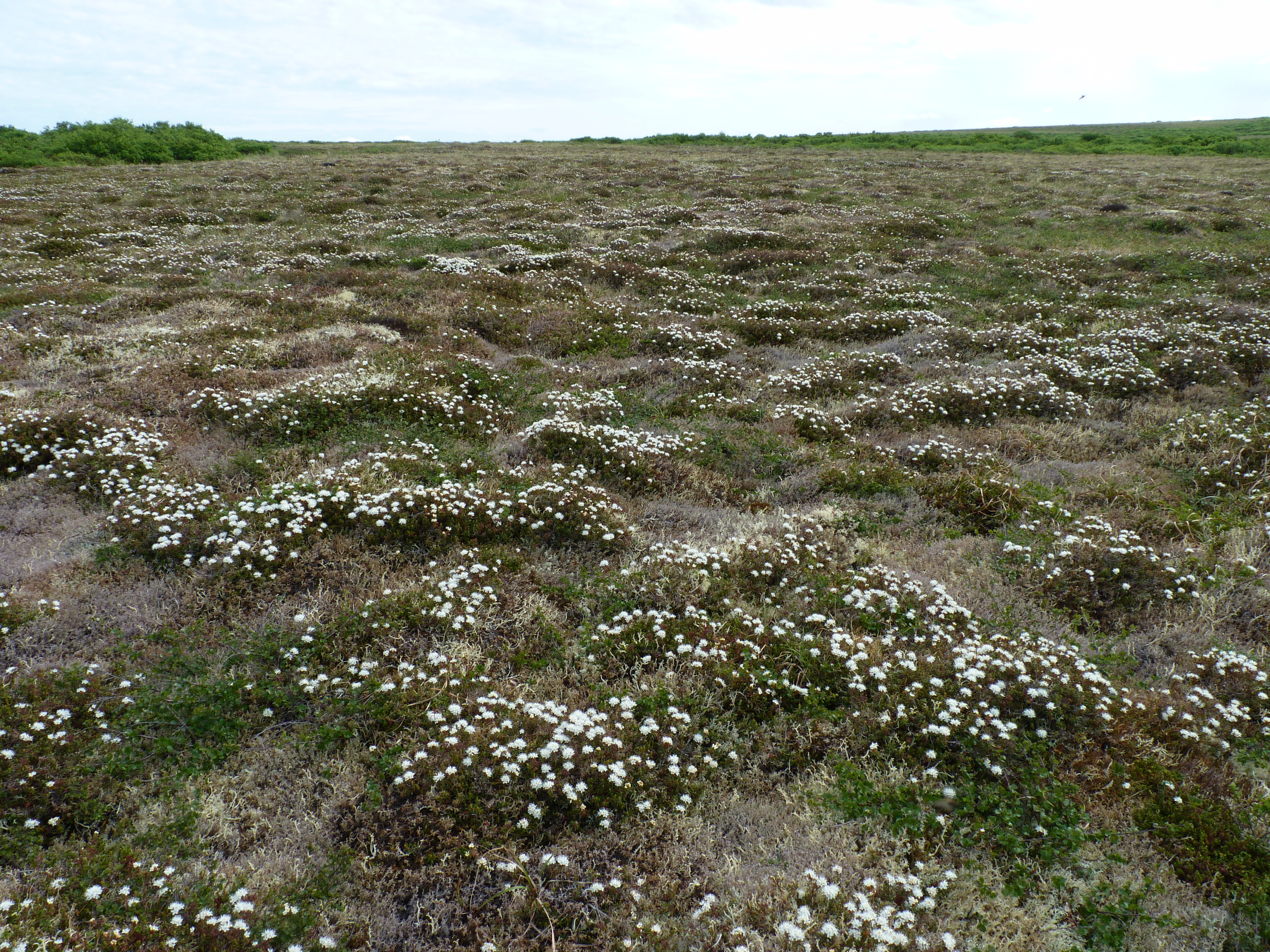 Labrador tea tundra