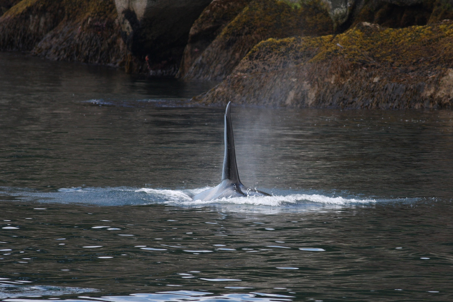 Orca dorsal