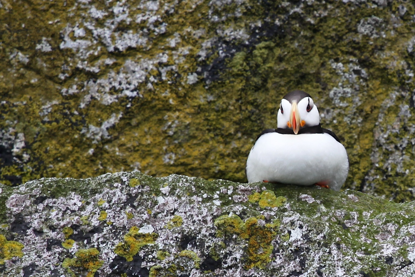 Horned puffin