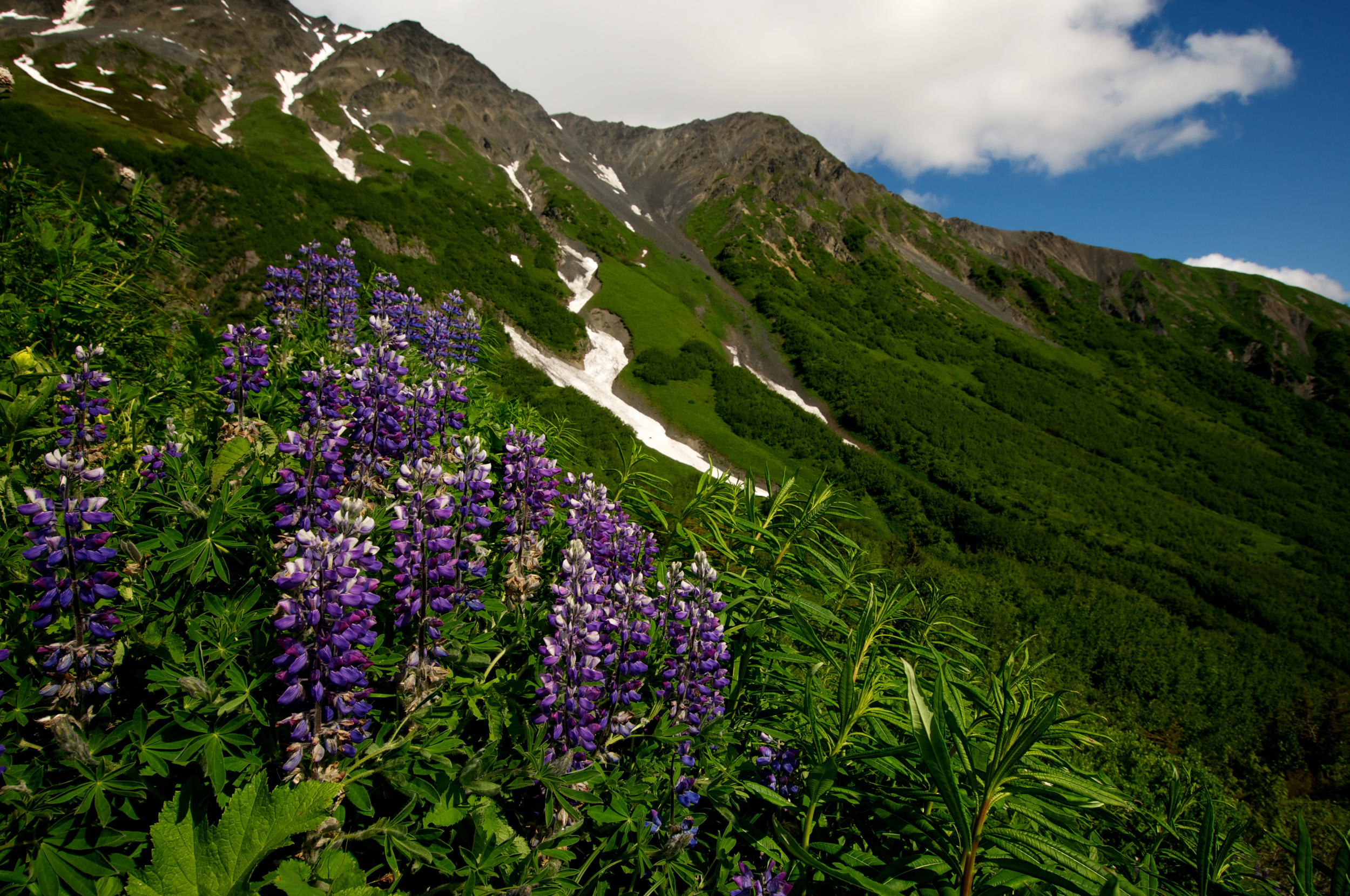 Nootka lupine on slope