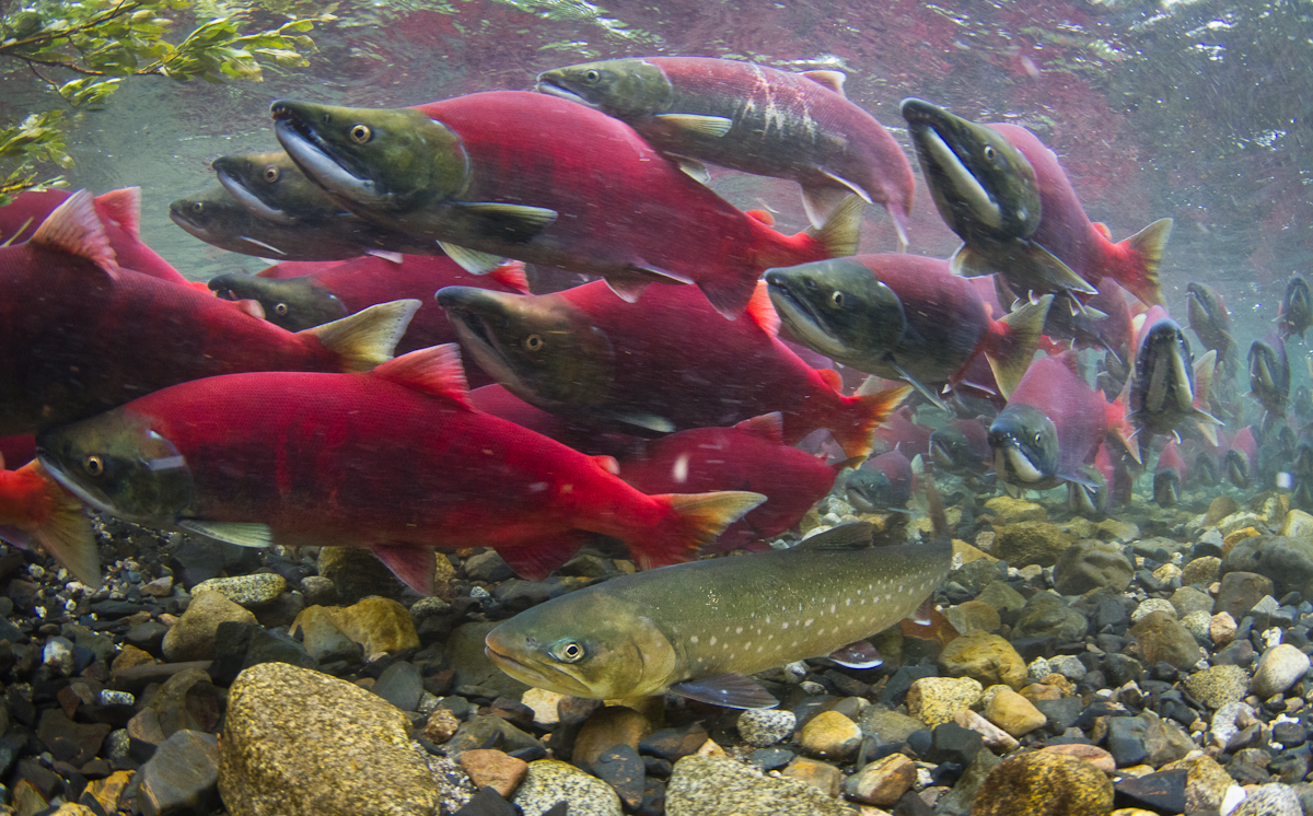 Sockeye salmon with Dolly Varden trout