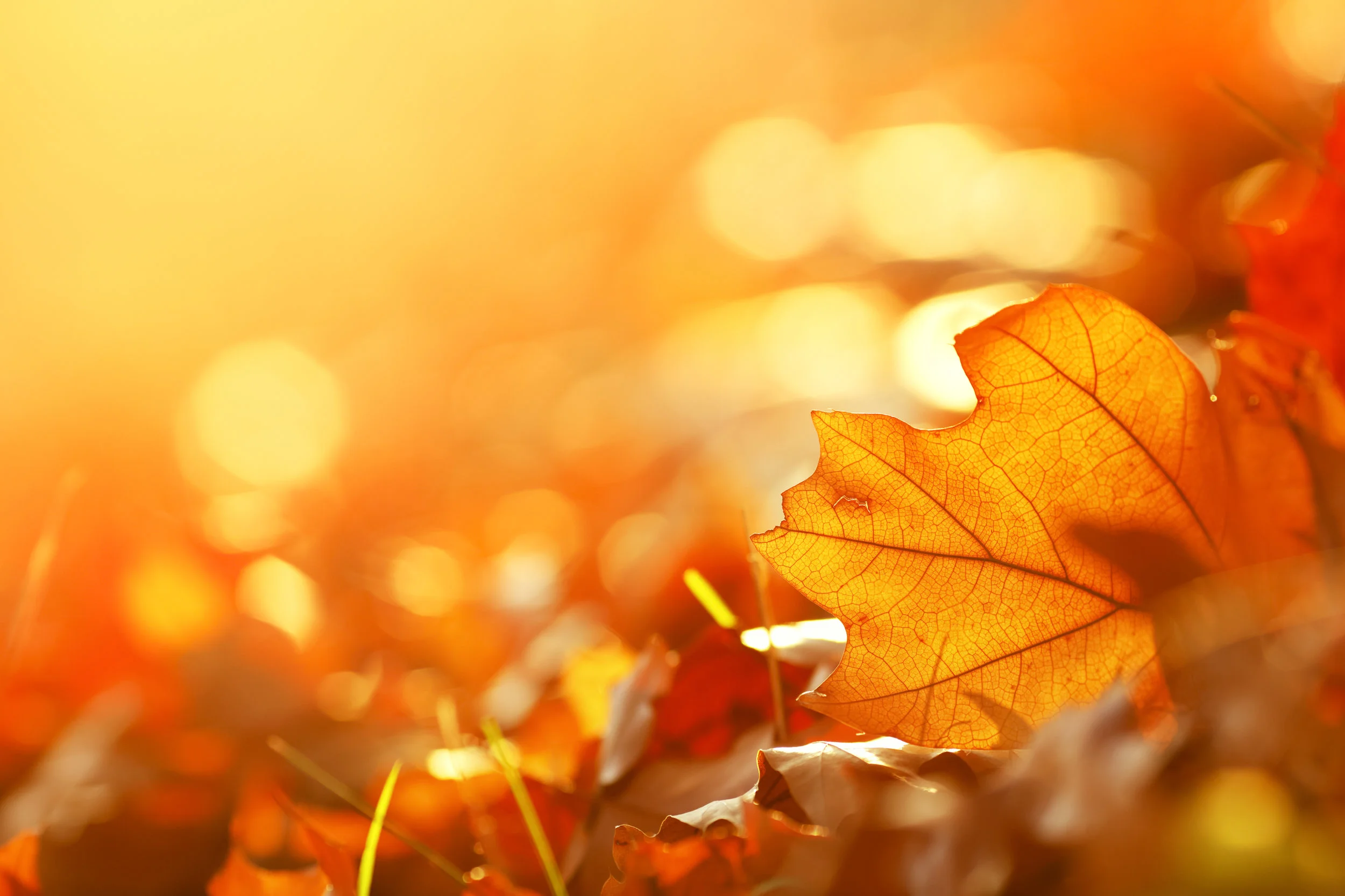 iStock-186713468.jpg