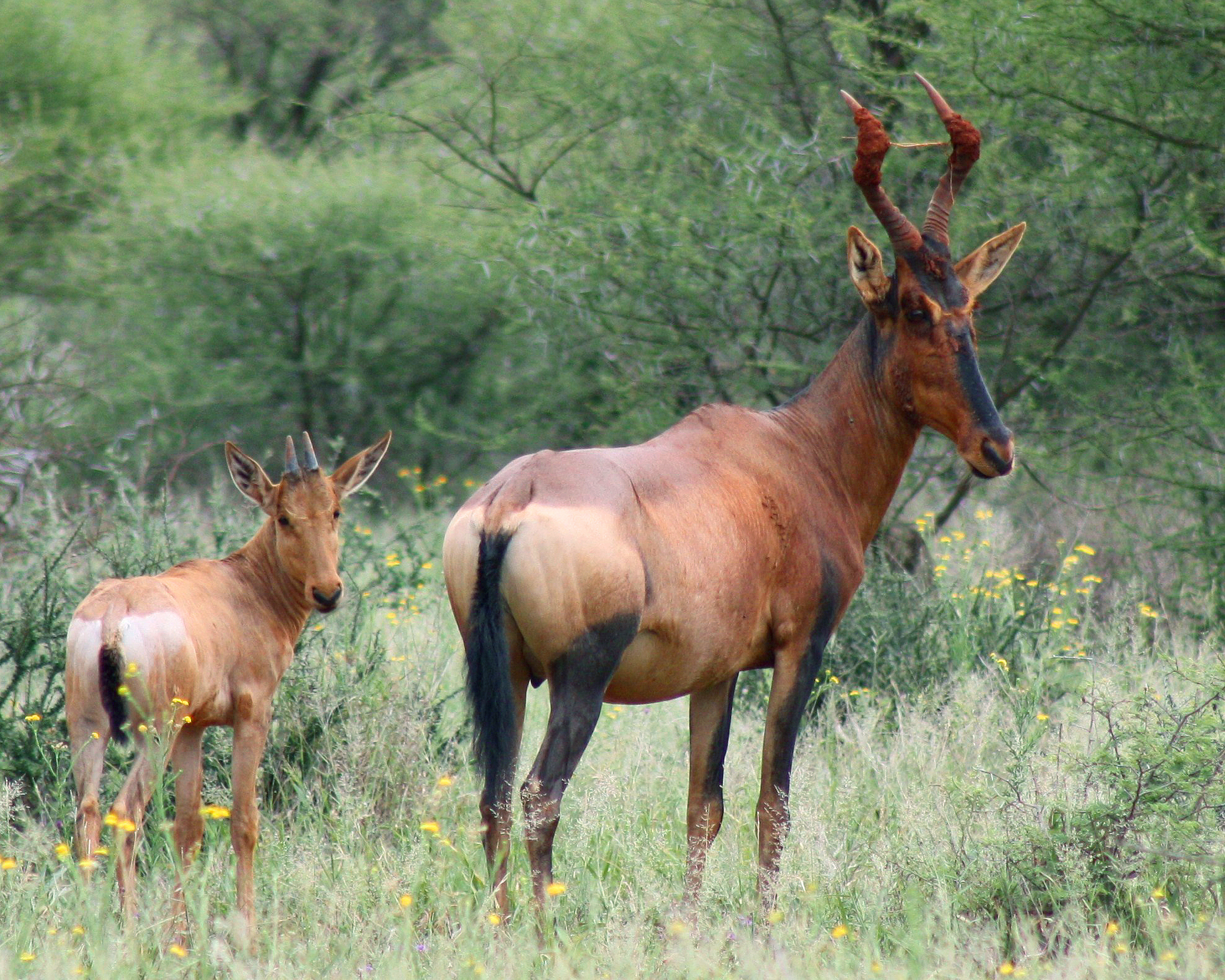 Red Hartebeest.jpg