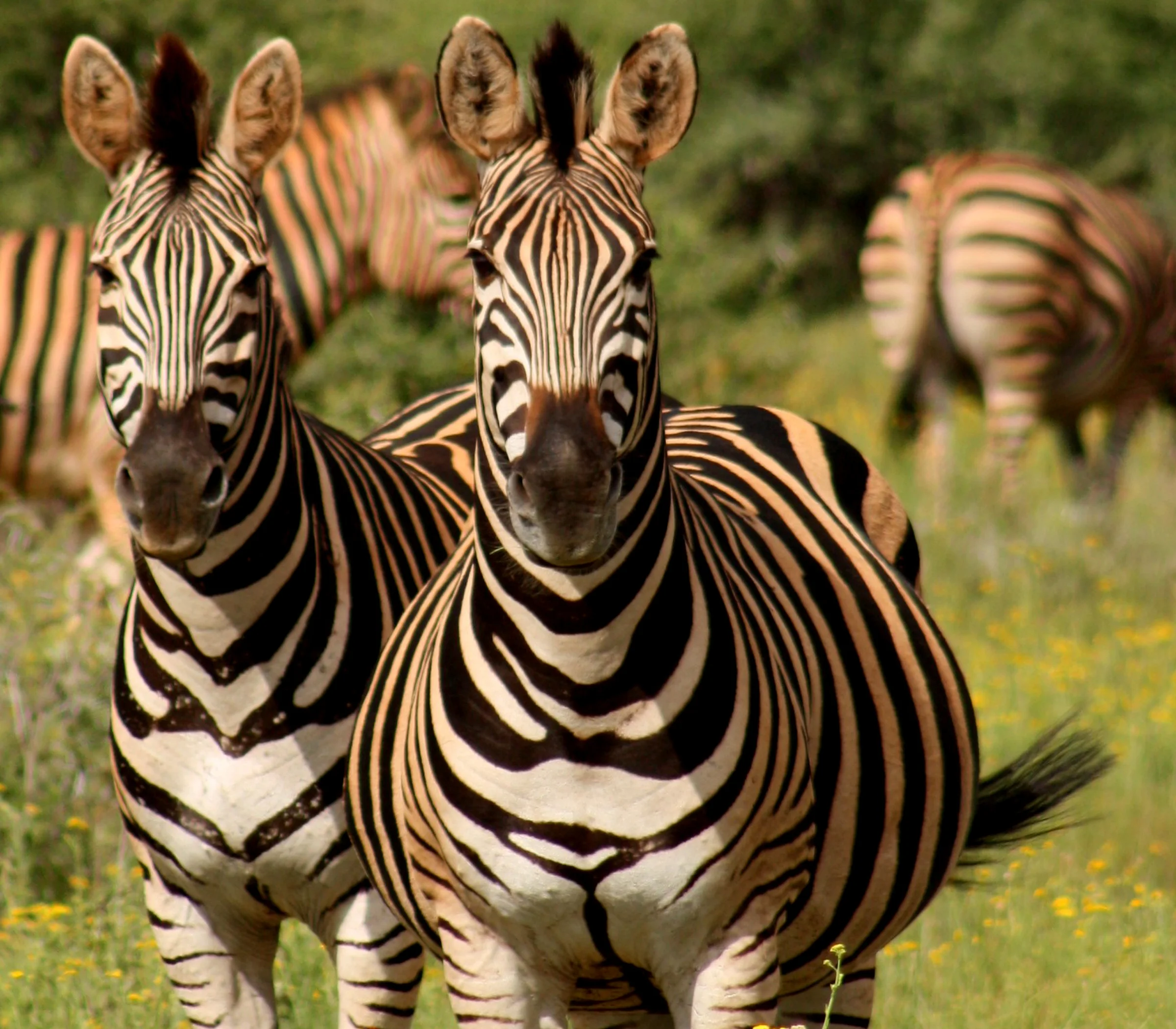 Madikwe Game Reserve