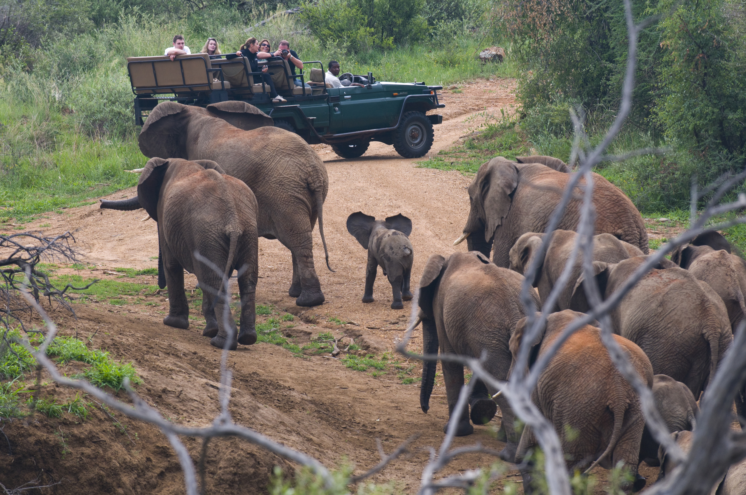 Elephants on the drift