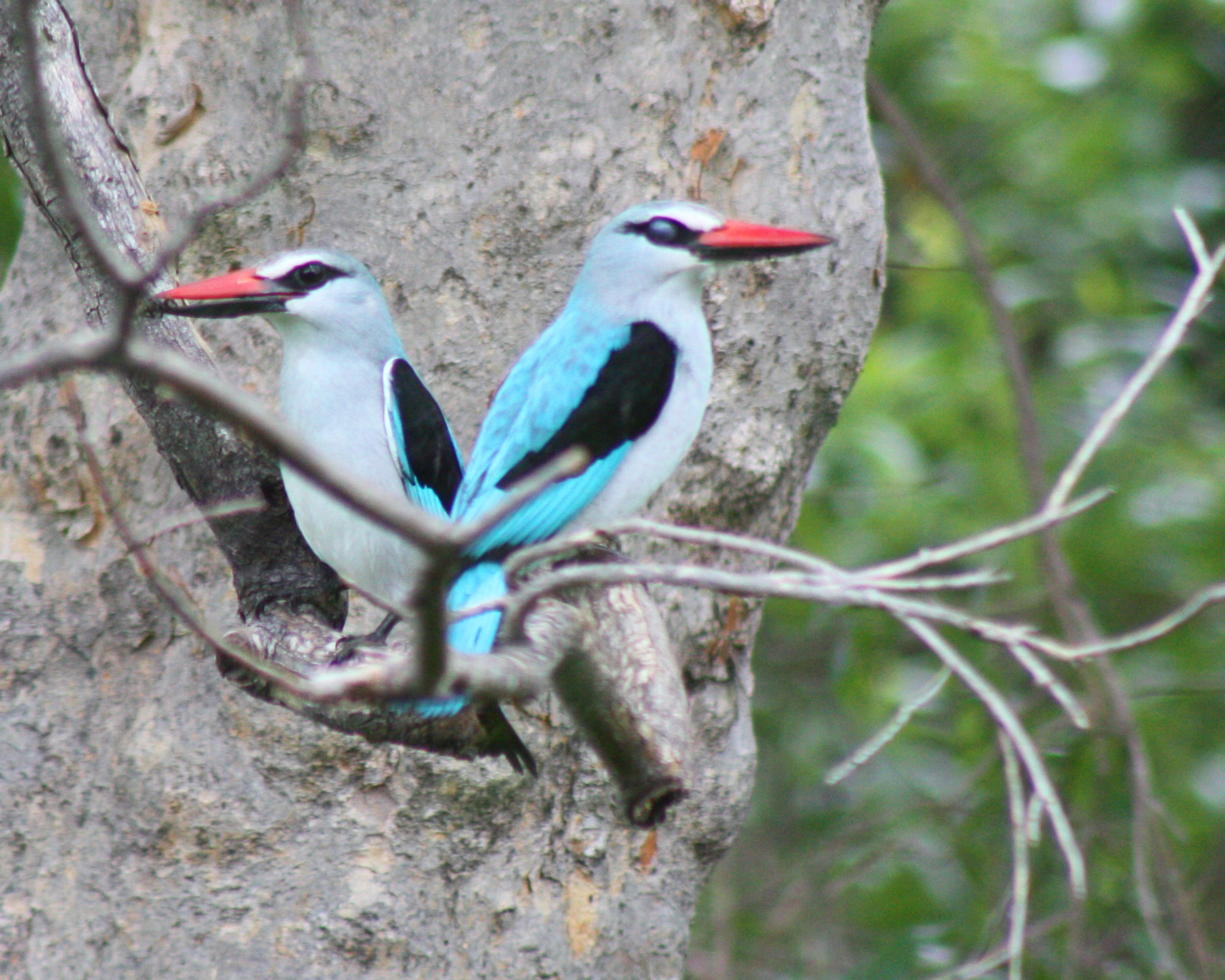wonderful birding