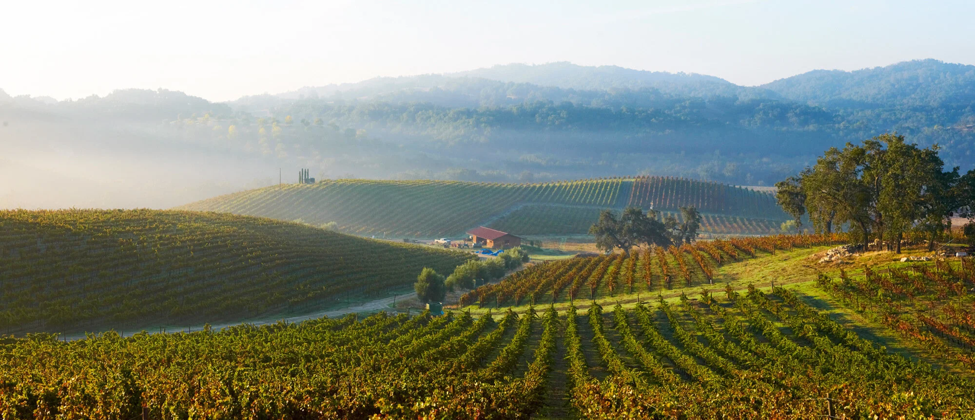 Tablas_Creek_Vineyard.jpg