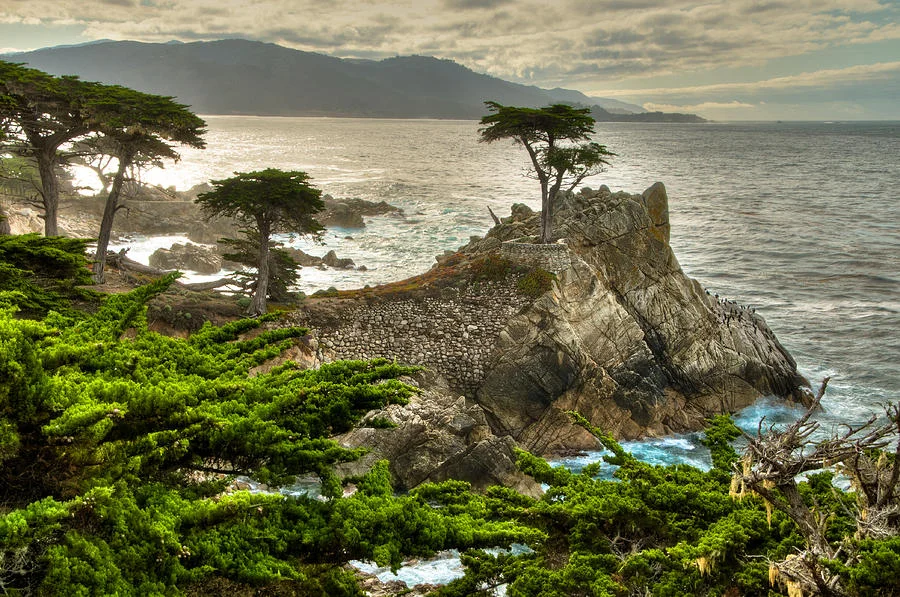 the-lone-cypress-carmel-california-connie-cooper-edwards.jpg