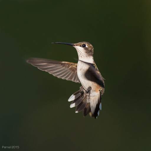 Hummingbirds-4.jpg