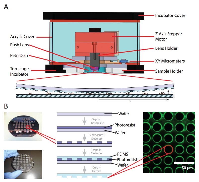  58.  B. Jia, T.L. Wee, C.G. Boudreau, D.J. Berard, A. Mallik, D. Juncker, C.M. Brown, and S.R. Leslie,  Parallelized Cytoindentation Using Convex Micropatterned Surfaces , BioTechniques,&nbsp;61, 73-82 (2016). &nbsp;  PDF   
